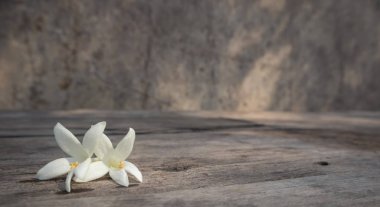 Ahşap masa üzerinde Beyaz Millingtonia