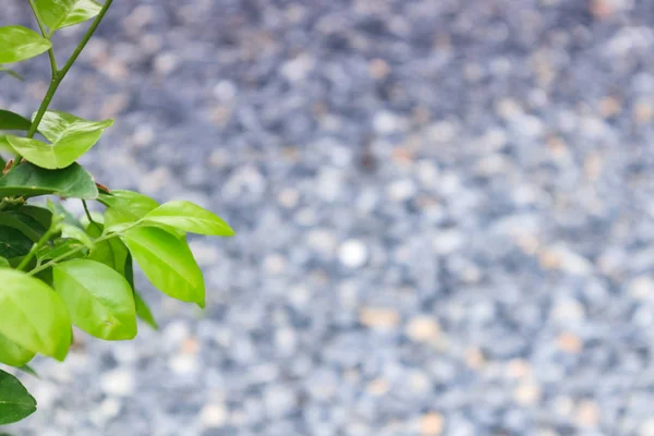 Green leaf with blurred rock background with copyspace for edit and text and background. Natural green plants wallpaper concept. Selective focus.