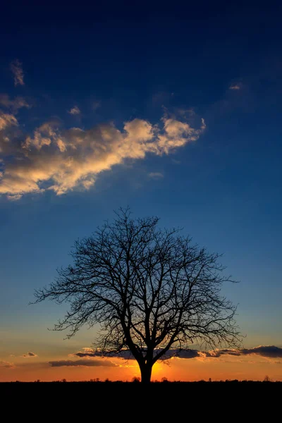 Pôr do sol atrás de uma árvore solitária nos campos agrícolas de Vojvodina — Fotografia de Stock