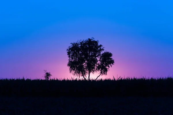 Magical magenta-roxo-azul nascer do sol com uma única árvore na Sérvia — Fotografia de Stock