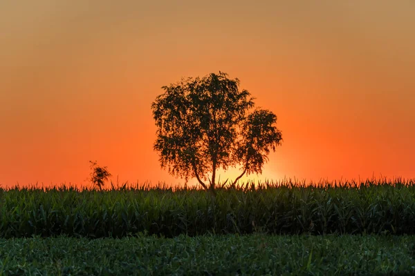 Nascer do sol sobre o campo de soja e milho e uma árvore na planície panónica, Sérvia — Fotografia de Stock