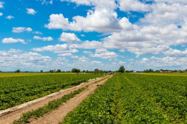 Kisac, Novi Sad, Sırbistan'da çilek toplama sezonu