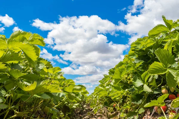 Bush of fresh ripe red strawberry in the field, Serbia Stock Photo