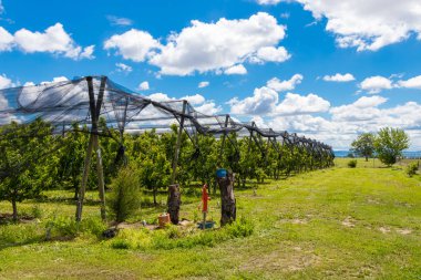 Anti dolu ağı, Mayıs ayında bir kiraz bahçesinde tarım ağı, Sırbistan