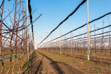 Mart ayında Kisac köyünde elma bahçesi, elma plantasyon, Sırbistan