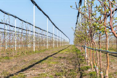 Mart ayında elma bahçesinde dört yaşındaki Golden Delicious ağaçlar, seçici odak