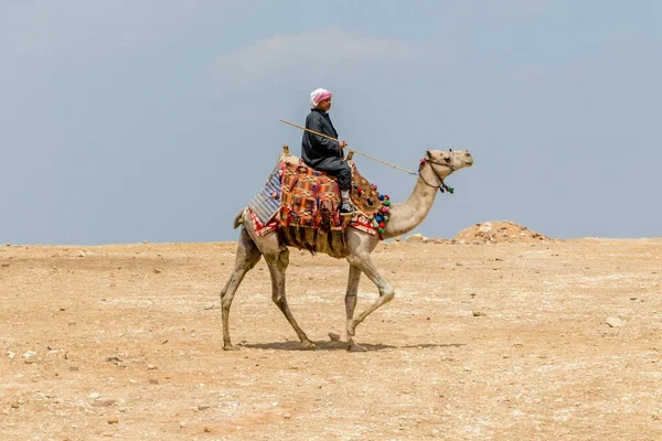 Een lokale man rijdt een kameel in Gizeh — Stockfoto