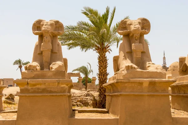 Kozy na czele sfinksów i palmy w starożytnym mieście Teby, współczesne Luxor, Egipt — Zdjęcie stockowe