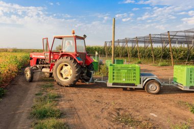 Traktör Golden Delicious elma ile römork büyük kutuları çeker