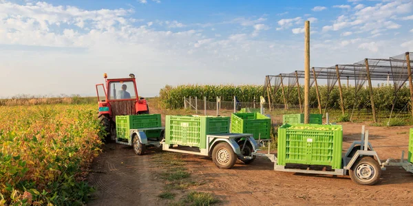 Traktör Altın Delicious elma, Sırbistan ile büyük kutular çeker