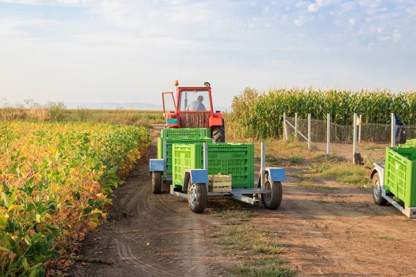 Traktör Altın Delicious elma ile büyük kutular çeker