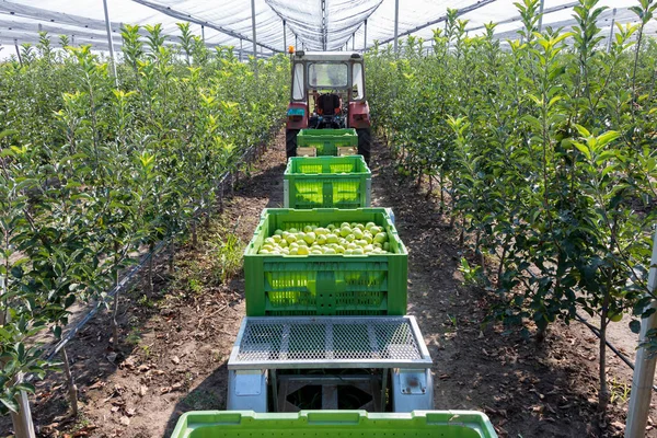Traktör tarafından çekilen elma bahçesinde büyük yeşil kutularda Altın Delicious elma