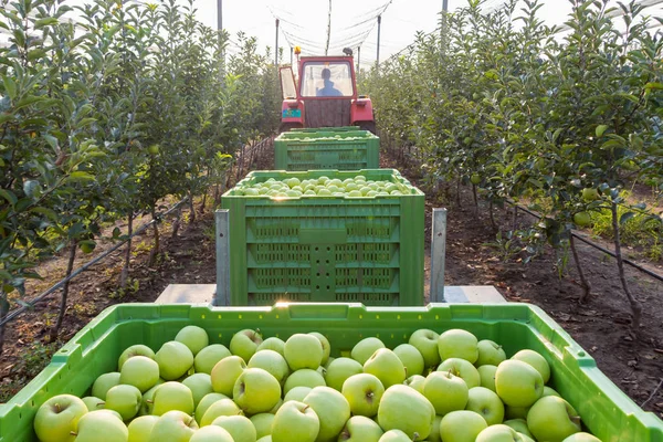 Kisac, Sırbistan - 24 Ağustos 2019: Traktör, Golden Delicious elmalı römorklarda büyük kutular çekiyor