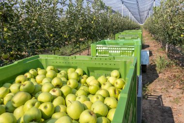 Altın Delicious elma bahçesi, Sırbistan römorklar üzerinde büyük kutularda elma