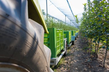 Elma bahçesi, Sırbistan'da römorklarda büyük yeşil kutular