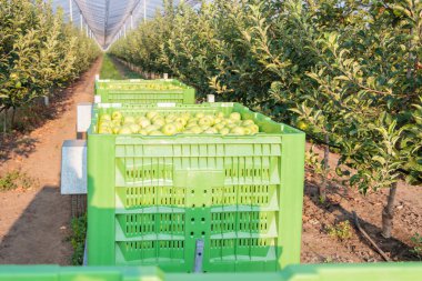 Elma römorklar üzerinde büyük kutularda Altın Delicious elma 