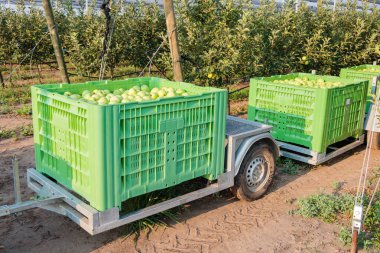 Kisac, Sırbistan - 24 Ağustos 2019: Altın Lezzetli elmalar, Sırbistan elma bahçesindeki römorklarda büyük kutularda