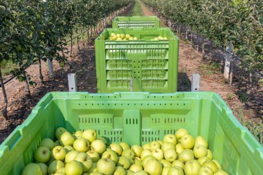Golden Delicious elma ile römork büyük kutular