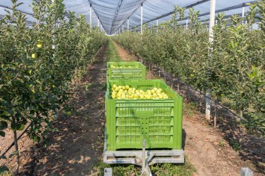 Golden Delicious elma ile römork büyük kutular