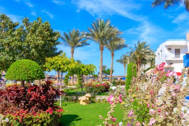 Martı Sahili Oteli 'nde çiçekli Mısır bahçesi