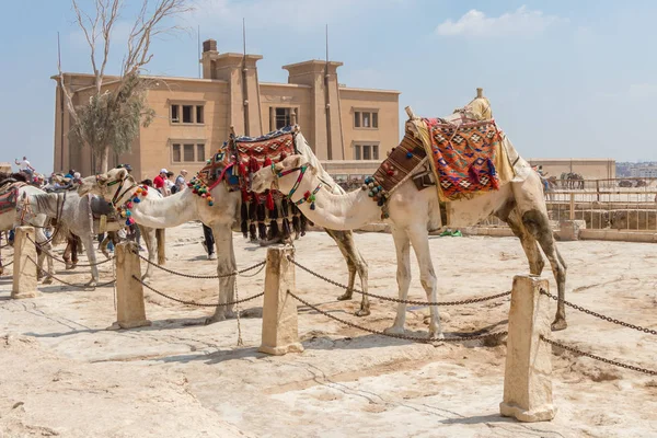 Két teve várja a turistákat Egyiptomban — Stock Fotó