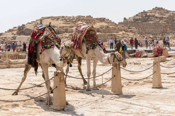Два верблюди чекають на туристів у Гізі. — стокове фото