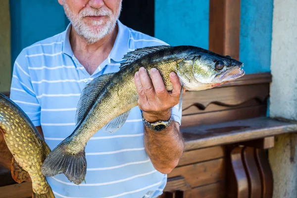 Sunia szczupaka Stizostedion Lucioperca Zander starszy mężczyzna trzyma złowioną rybę w ręku — Zdjęcie stockowe