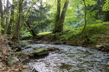 Slovakya 'da dağ deresi olan yeşil orman