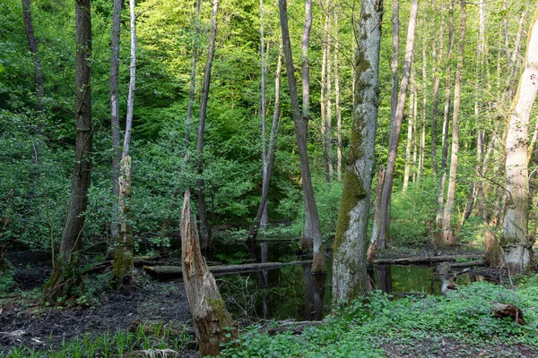 Grüner Wald Mit Gebirgsbach Der Slowakei — Stockfoto