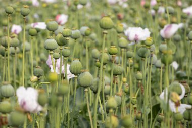 Papaver somniferum, yaygın olarak afyon haşhaşı olarak bilinir. Sırbistan 'da tarım alanı