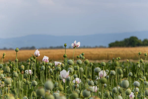 Papaver somniferum, yaygın olarak afyon haşhaşı olarak bilinir. Sırbistan 'da tarım alanı