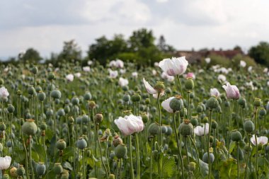 Papaver somniferum, yaygın olarak afyon haşhaşı olarak bilinir. Sırbistan 'da tarım alanı
