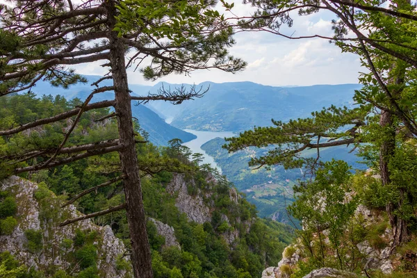 塔拉山 塞尔维亚国家公园 — 图库照片