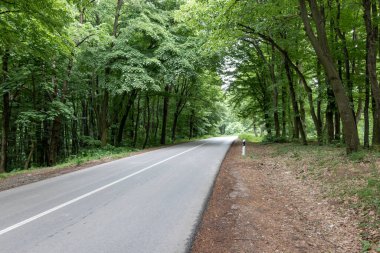 Sırbistan 'da ulusal park boyunca uzanan yol Fruska gora