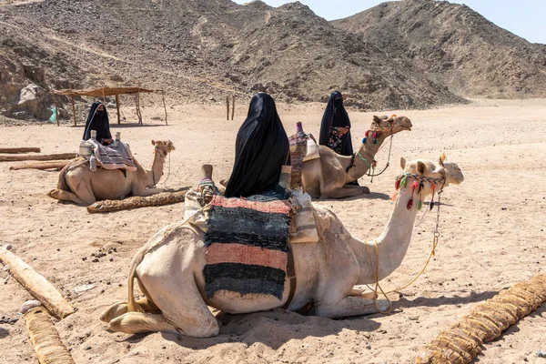 埃及胡尔加达 2020年10月1日 身穿劫机服装的穆斯林妇女站在骆驼旁边等待埃及游客 — 图库照片