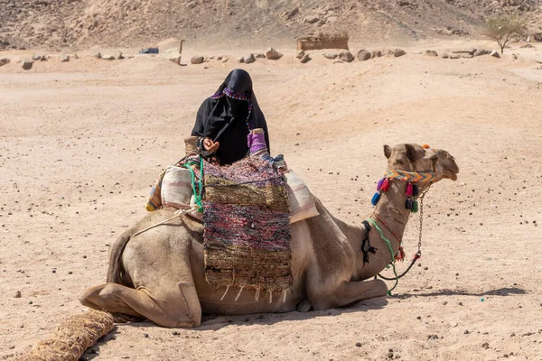 Hurghada Egito Outubro 2020 Camel Uma Mulher Beduína Mulher Muçulmana — Fotografia de Stock