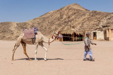 Hurghada, Mısır - 1 Ekim 2020: Yaşlı bedeveli adam Hurghada, Mısır yakınlarındaki çölde deve ile