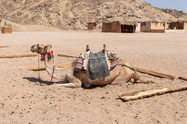 Kameel Gebruikt Voor Woestijnsafari Egypte — Stockfoto