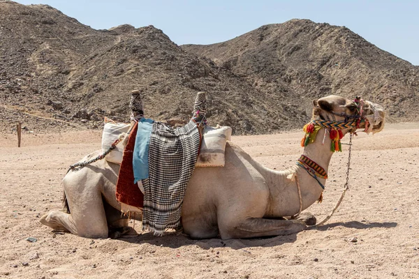 낙타는 이집트 사막에서 사용되었다 — 스톡 사진