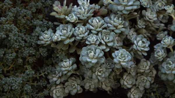 Succulent bush — Stock Photo, Image