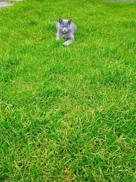 Cat went out for a walk on the young grass