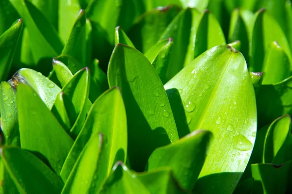 Junge Grüne Krokusblätter Nach Regen Sonnigen Frühlingstag — Stockfoto