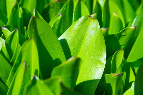 Junge Grüne Krokusblätter Nach Regen Sonnigen Frühlingstag — Stockfoto