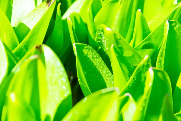 Junge Grüne Krokusblätter Nach Regen Sonnigen Frühlingstag — Stockfoto