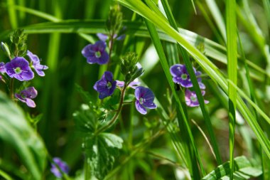 Baharda orman menekşeleri açık güneşli bir günde yeşil çimenlerin üzerinde