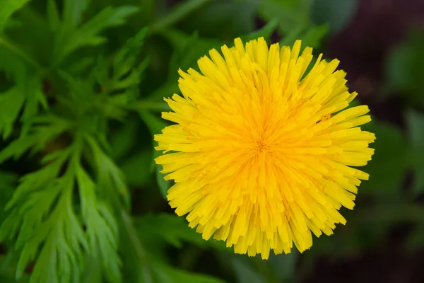 Diente León Del Bosque Primavera Día Soleado Brillante Sobre Fondo —  Fotos de Stock