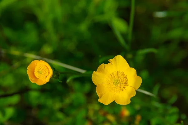 Wald Ranunkeln Frühling Einem Strahlend Sonnigen Tag Auf Einem Hintergrund — Stockfoto