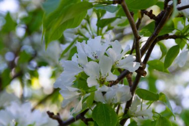 Yaz bahçesinde yeşil yaprakları olan çiçek açan elma ağacı.