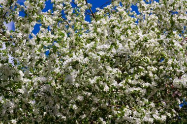 Yaz bahçesinde yeşil yaprakları olan çiçek açan elma ağacı.