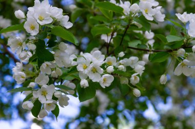 Yaz bahçesinde yeşil yaprakları olan çiçek açan elma ağacı.